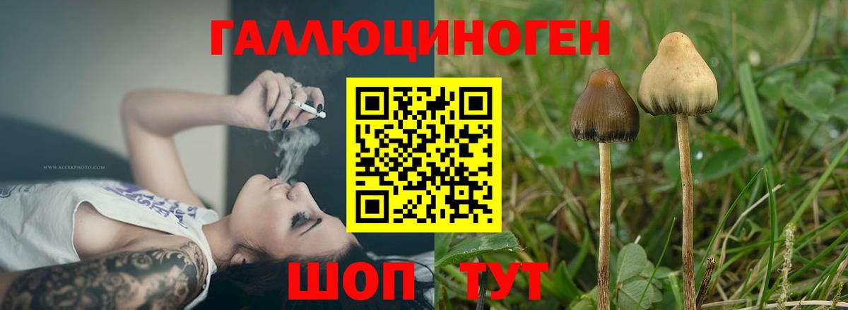 Мытищи  Псилоцибиновые грибы Psilocybe  купить наркотик  Вход с VPN 